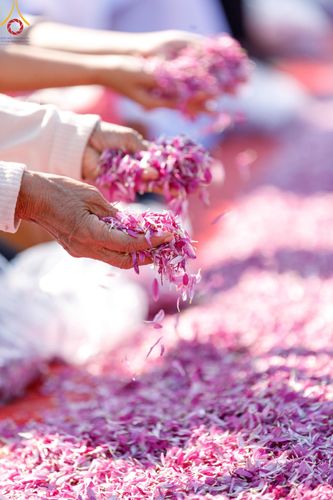 ภาพ No.203897:พิธีต้อนรับพระธรรมยาตรา ณ อนุสรณ์สถานลำดับที่ 5 สถานที่เผยแผ่วิชชาธรรมกายครั้งแรก อนุสรณ์สถานบางปลา วัดบางปลา อำเภอบางเลน จังหวัดนครปฐม ในโครงการธรรมยาตรา กตัญญูบูชา มหาปูชนียาจารย์ พระมงคลเทพมุนี(สด จนฺทสโร) พระผู้ปราบมาร ปีที่ 13 วัน 19 มกราคม พ.ศ.2568