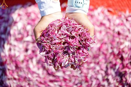 ภาพ No.203899:พิธีต้อนรับพระธรรมยาตรา ณ อนุสรณ์สถานลำดับที่ 5 สถานที่เผยแผ่วิชชาธรรมกายครั้งแรก อนุสรณ์สถานบางปลา วัดบางปลา อำเภอบางเลน จังหวัดนครปฐม ในโครงการธรรมยาตรา กตัญญูบูชา มหาปูชนียาจารย์ พระมงคลเทพมุนี(สด จนฺทสโร) พระผู้ปราบมาร ปีที่ 13 วัน 19 มกราคม พ.ศ.2568