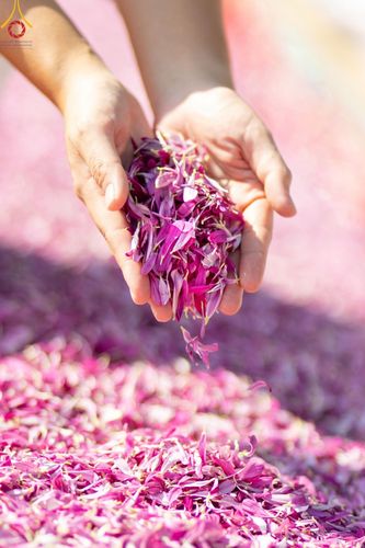 ภาพ No.205282:พิธีต้อนรับพระธรรมยาตรา ณ อนุสรณ์สถาน สถานที่เกิดในเพศสมณะ วัดสองพี่น้อง อำเภอสองพี่น้อง จังหวัดสุพรรณบุรี ในโครงการธรรมยาตรา กตัญญูบูชา มหาปูชนียาจารย์ พระมงคลเทพมุนี(สด จนฺทสโร) พระผู้ปราบมาร อนุสรณ์สถาน 7 แห่ง ปีที่ 13 วันที่ 11 มกราคม พ.ศ. 2568