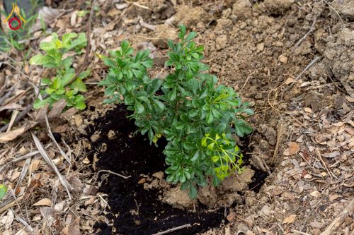 ภาพ No.238604:วันอาทิตย์ที่ 17 สิงหาคม พ.ศ. 2568 พิธีทอดผ้าป่าบำรุงศูนย์อบรมเยาวชนนครปฐม ครบรอบ 14 ปี และพิธีปลูกต้นไม้รอบสระเศรษฐี ณ ศูนย์อบรมเยาวชนนครปฐม