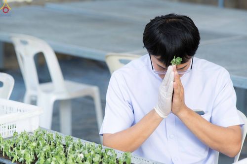ภาพ No.343912:วันที่ 16 สิงหาคม พ.ศ.2569 การปักชำต้นกล้าเบญจทรัพย์ เพื่อเตรียมดอกไม้บูชาธรรม พระเดชพระคุณหลวงปู่ และโปรยต้อนรับพระธรรมยาตรา ปีที่ 15 ณ โรงเรือนปักชำประตู 8 วัดพระธรรมกาย