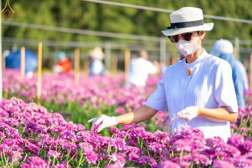 ภาพ No.66649:สาธุชนรับบุญตัดดอกทรัพย์บานชื่น ระหว่างวันที่ 9-10 ธันวาคม พ.ศ. 2565 ณ วัดพระธรรมกาย