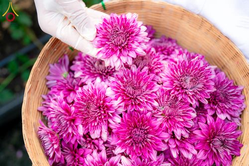 ภาพ No.285336:วันพุธที่ 10 ธันวาคม พ.ศ.2568  การเตรียมความพร้อมในโครงการธรรมยาตรา กตัญญูบูชา มหาปูชนียาจารย์ พระมงคลเทพมุนี(สด จนฺทสโร) พระผู้ปราบมาร อนุสรณ์สถาน 7 แห่ง ปีที่ 14 เก็บดอกเบญจทรัพย์ ณ วัดพระธรรมกาย