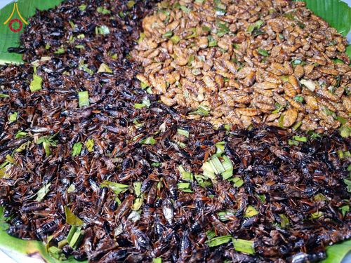 ภาพ No.118910:พิธีถวายภัตตาหารเป็นสังฆทาน แด่คณะพระธรรมยาตรา ปีที่ 12 วันที่ 26 มกราคม พ.ศ. 2567 ณ อนุสรณ์สถานบางปลา จ.นครปฐม