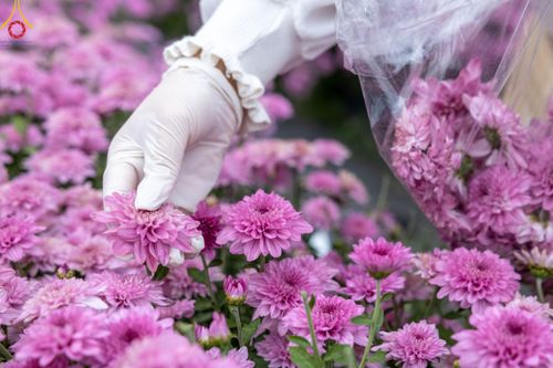 ภาพ No.104058:สาธุชนร่วมรับบุญเก็บดอกเบญจทรัพย์ ในวันอาทิตย์ที่ 24 ธันวาคม พ.ศ. 2566 ณ ทุ่งสวรรค์ตะวันฉาย บริเวณวัดพระธรรมกาย จ.ปทุมธานี