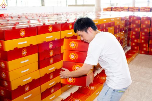 ภาพ No.320550:วันที่ 10 เมษายน พ.ศ.2569 การเตรียมกล่องไทยธรรม เพื่องานถวายมหาสังฆทาน 40,000 กว่าวัดทั่วประเทศ วันคุ้มครองโลก 22 เมษายน พ.ศ.2569 วัดพระธรรมกาย