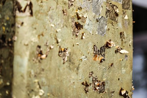 ภาพ No.2983:พิธีตอกเสาเข็มอาคารคุณยายอาจารย์ฯ “หนึ่งไม่มีสอง”