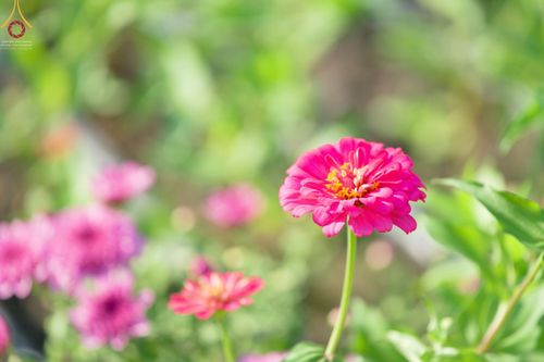 ภาพ No.66625:สาธุชนรับบุญตัดดอกทรัพย์บานชื่น ระหว่างวันที่ 9-10 ธันวาคม พ.ศ. 2565 ณ วัดพระธรรมกาย