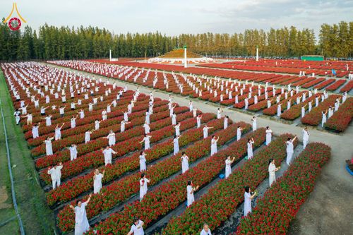 ภาพ No.185492:กิจกรรมเก็บดอกแพงรวย วันอาทิตย์ที่ 22 ธันวาคม พ.ศ. 2567 ณ ทุ่งสวรรค์ ตะวันฉาย วัดพระธรรมกาย