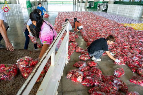 ภาพ No.279455:วันที่ 19-26 ธันวาคม พ.ศ. 2568 และ วันที่ 1 มกราคม พ.ศ.2569 รับบุญปลิดกลีบดอกไม้ เพื่อโปรยต้อนรับพระธรรมยาตรา