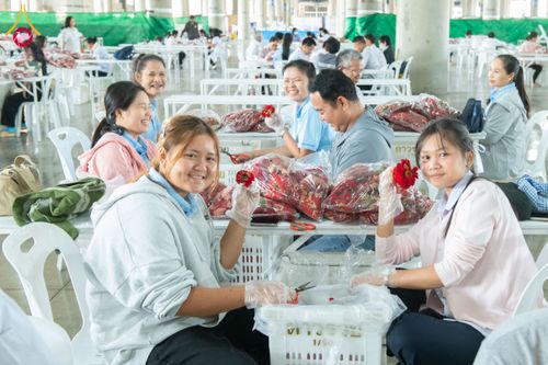 ภาพ No.279457:วันที่ 19-26 ธันวาคม พ.ศ. 2568 และ วันที่ 1 มกราคม พ.ศ.2569 รับบุญปลิดกลีบดอกไม้ เพื่อโปรยต้อนรับพระธรรมยาตรา