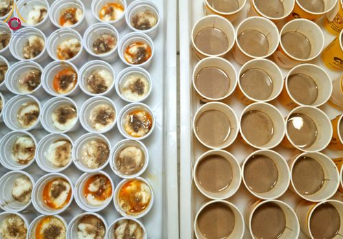 ภาพ No.203271:พิธีถวายภัตตาหารเป็นสังฆทาน แด่พระธรรมยาตรา ณ วัดพระธรรมกาย ตำบลคลองสาม อำเภอคลองหลวง จังหวัดปทุมธานี ในโครงการธรรมยาตรา กตัญญูบูชา มหาปูชนียาจารย์ พระมงคลเทพมุนี(สด จนฺทสโร) พระผู้ปราบมาร อนุสรณ์สถาน 7 แห่ง ปีที่ 13 วันที่ 29 มกราคม พ.ศ. 2568