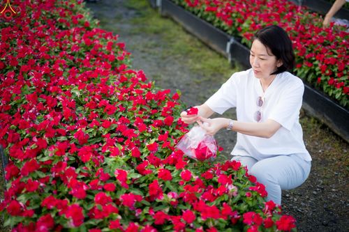 ภาพ No.281007:วันที่ 28 ธันวาคม พ.ศ.2568 กิจกรรมเก็บดอกแพงรวย ณ ทุ่งสวรรค์ตะวันฉาย วัดพระธรรมกาย