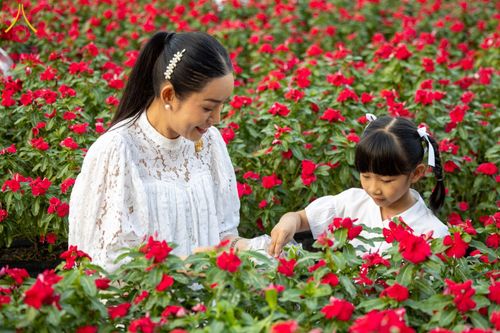 ภาพ No.185495:กิจกรรมเก็บดอกแพงรวย วันอาทิตย์ที่ 22 ธันวาคม พ.ศ. 2567 ณ ทุ่งสวรรค์ ตะวันฉาย วัดพระธรรมกาย