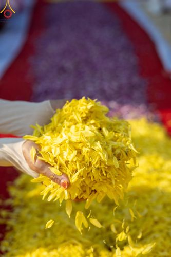 ภาพ No.113079:พิธีต้อนรับพระธรรมยาตรา ปีที่ 12 วันที่ 15 มกราคม พ.ศ. 2567 ณ วัดโบสถ์บน จ.นนทบุรี