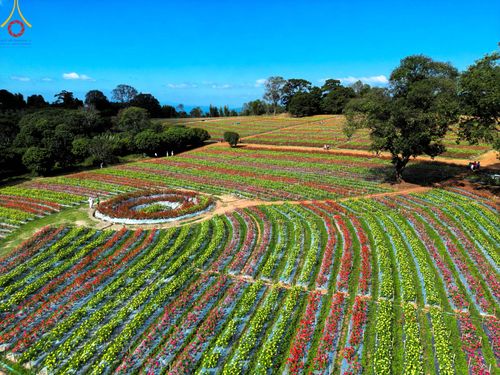 ภาพ No.104306:บรรยากาศ ทุ่งดอกทรัพย์บานชื่น ณ สวนพนาวัฒน์ อ.ฮอด จ.เชียงใหม่ ช่วงระหว่างวันที่ 20 - 25 ธันวาคม พ.ศ. 2566