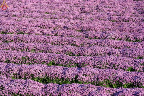 ภาพ No.103989:สาธุชนร่วมรับบุญเก็บดอกเบญจทรัพย์ ในวันอาทิตย์ที่ 24 ธันวาคม พ.ศ. 2566 ณ ทุ่งสวรรค์ตะวันฉาย บริเวณวัดพระธรรมกาย จ.ปทุมธานี