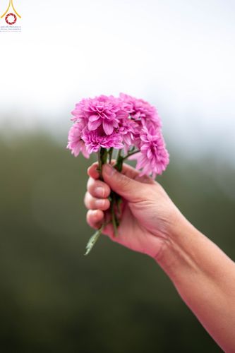 ภาพ No.104025:สาธุชนร่วมรับบุญเก็บดอกเบญจทรัพย์ ในวันอาทิตย์ที่ 24 ธันวาคม พ.ศ. 2566 ณ ทุ่งสวรรค์ตะวันฉาย บริเวณวัดพระธรรมกาย จ.ปทุมธานี