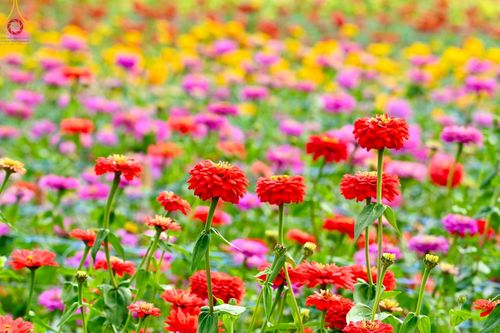 ภาพ No.188326:บรรยากาศ ทุ่งสวรรค์หรรษาพนาวัฒน์ ณ สวนพนาวัฒน์ อ.ฮอด จ.เชียงใหม่ เปิดให้เข้าชมฟรี ระหว่างวันที่ 28 ธันวาคม พ.ศ. 2567 ถึง วันที่ 3 มกราคม พ.ศ. 2568 เวลา 08.00-17.00 น.