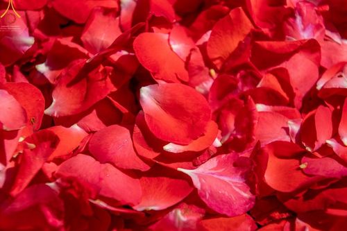 ภาพ No.41574:ประมวลภาพธรรมยาตรา ปีที่ 10  ประจำวันที่ 2 มกราคม พ.ศ. 2565 ชุดที่ 2