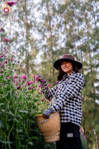 ภาพ No.285330:วันพุธที่ 10 ธันวาคม พ.ศ.2568  การเตรียมความพร้อมในโครงการธรรมยาตรา กตัญญูบูชา มหาปูชนียาจารย์ พระมงคลเทพมุนี(สด จนฺทสโร) พระผู้ปราบมาร อนุสรณ์สถาน 7 แห่ง ปีที่ 14 เก็บดอกเบญจทรัพย์ ณ วัดพระธรรมกาย