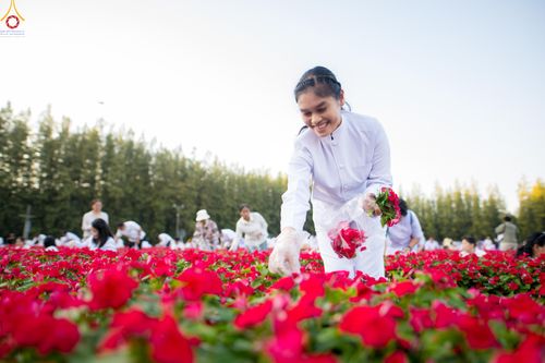 ภาพ No.281002:วันที่ 28 ธันวาคม พ.ศ.2568 กิจกรรมเก็บดอกแพงรวย ณ ทุ่งสวรรค์ตะวันฉาย วัดพระธรรมกาย