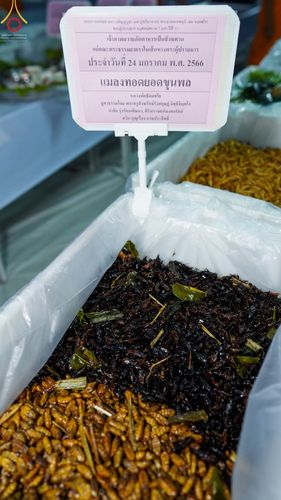 ภาพ No.74041:พิธีถวายภัตตาหารเป็นสังฆทาน แด่คณะพระธรรมยาตราฯ ในโครงการธรรมยาตรากตัญญูบูชา มหาปูชนียาจารย์ พระมงคลเทพมุนี(สด จนฺทสโร) พระผู้ปราบมาร อนุสรณ์สถาน 7 แห่ง ปีที่ 11 วันที่ 24 มกราคม พ.ศ. 2566