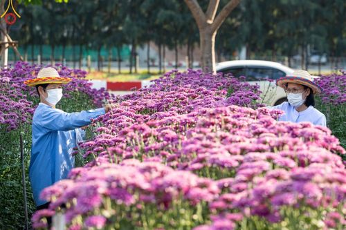 ภาพ No.102877:สาธุชนร่วมรับบุญเก็บดอกเบญจทรัพย์ ในวันที่ 19 ธันวาคม พ.ศ. 2566 (วันแรก) ณ บริเวณวัดพระธรรมกาย จ.ปทุมธานี