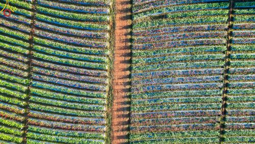 ภาพ No.104289:บรรยากาศ ทุ่งดอกทรัพย์บานชื่น ณ สวนพนาวัฒน์ อ.ฮอด จ.เชียงใหม่ ช่วงระหว่างวันที่ 20 - 25 ธันวาคม พ.ศ. 2566