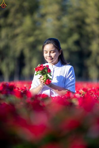 ภาพ No.280913:วันที่ 28 ธันวาคม พ.ศ.2568 กิจกรรมเก็บดอกแพงรวย ณ ทุ่งสวรรค์ตะวันฉาย วัดพระธรรมกาย