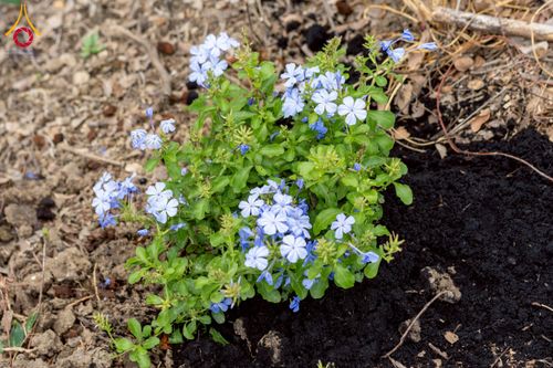 ภาพ No.238603:วันอาทิตย์ที่ 17 สิงหาคม พ.ศ. 2568 พิธีทอดผ้าป่าบำรุงศูนย์อบรมเยาวชนนครปฐม ครบรอบ 14 ปี และพิธีปลูกต้นไม้รอบสระเศรษฐี ณ ศูนย์อบรมเยาวชนนครปฐม