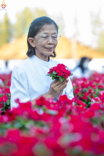 ภาพ No.280915:วันที่ 28 ธันวาคม พ.ศ.2568 กิจกรรมเก็บดอกแพงรวย ณ ทุ่งสวรรค์ตะวันฉาย วัดพระธรรมกาย