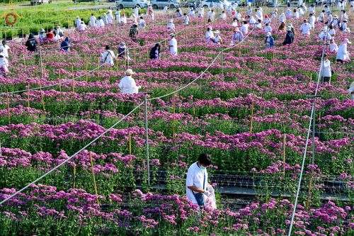 ภาพ No.66643:สาธุชนรับบุญตัดดอกทรัพย์บานชื่น ระหว่างวันที่ 9-10 ธันวาคม พ.ศ. 2565 ณ วัดพระธรรมกาย