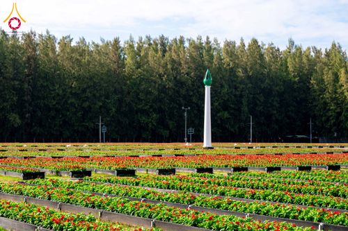 ภาพ No.285361:วันพุธที่ 10 ธันวาคม พ.ศ.2568  การเตรียมความพร้อมในโครงการธรรมยาตรา กตัญญูบูชา มหาปูชนียาจารย์ พระมงคลเทพมุนี(สด จนฺทสโร) พระผู้ปราบมาร อนุสรณ์สถาน 7 แห่ง ปีที่ 14 เก็บดอกเบญจทรัพย์ ณ วัดพระธรรมกาย