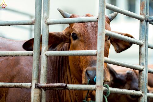 ภาพ No.238223:วันเสาร์ที่ 9 สิงหาคม พ.ศ. 2568 พิธีไถ่ชีวิตโค-โคท้อง 162 ตัว ณ ใจกลางนครหาดใหญ่ จ.สงขลา