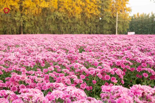 ภาพ No.279512:วันที่ 19-26 ธันวาคม พ.ศ. 2568 และ วันที่ 1 มกราคม พ.ศ.2569 รับบุญปลิดกลีบดอกไม้ เพื่อโปรยต้อนรับพระธรรมยาตรา