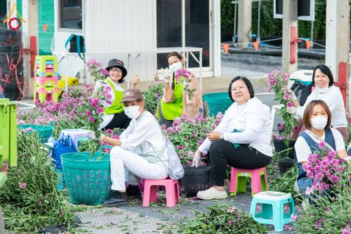 ภาพ No.279410:วันที่ 19-26 ธันวาคม พ.ศ. 2568 และ วันที่ 1 มกราคม พ.ศ.2569 รับบุญปลิดกลีบดอกไม้ เพื่อโปรยต้อนรับพระธรรมยาตรา