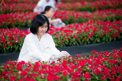 ภาพ No.280981:วันที่ 28 ธันวาคม พ.ศ.2568 กิจกรรมเก็บดอกแพงรวย ณ ทุ่งสวรรค์ตะวันฉาย วัดพระธรรมกาย