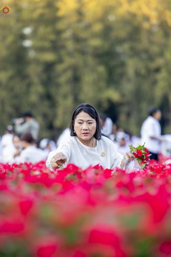 ภาพ No.281023:วันที่ 28 ธันวาคม พ.ศ.2568 กิจกรรมเก็บดอกแพงรวย ณ ทุ่งสวรรค์ตะวันฉาย วัดพระธรรมกาย
