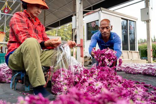 ภาพ No.285349:วันพุธที่ 10 ธันวาคม พ.ศ.2568  การเตรียมความพร้อมในโครงการธรรมยาตรา กตัญญูบูชา มหาปูชนียาจารย์ พระมงคลเทพมุนี(สด จนฺทสโร) พระผู้ปราบมาร อนุสรณ์สถาน 7 แห่ง ปีที่ 14 เก็บดอกเบญจทรัพย์ ณ วัดพระธรรมกาย