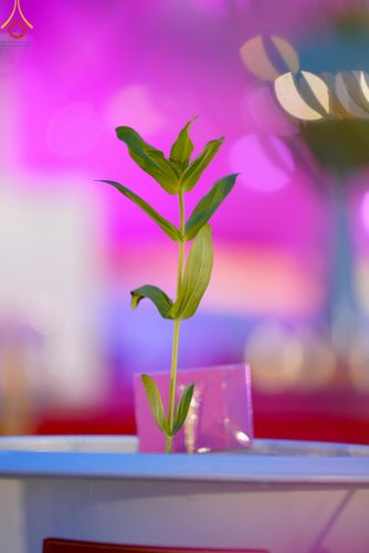 ภาพ No.160531:พิธีปลูกต้นทรัพย์บานชื่น ณ ลานธรรม พระมหาธรรมกายเจดีย์ วัดพระธรรมกาย จ.ปทุมธานี วันพฤหัสบดีที่ 10 ตุลาคม พ.ศ. 2567