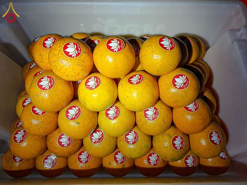 ภาพ No.200310:พิธีถวายภัตตาหารเป็นสังฆทาน แด่พระธรรมยาตรา ณ อนุสรณ์สถานบางปลา วัดบางปลา อำเภอบางเลน จังหวัดนครปฐม ในโครงการธรรมยาตรา กตัญญูบูชา มหาปูชนียาจารย์ พระมงคลเทพมุนี(สด จนฺทสโร) พระผู้ปราบมาร อนุสรณ์สถาน 7 แห่ง ปีที่ 13 วันที่ 23 มกราคม พ.ศ. 2568