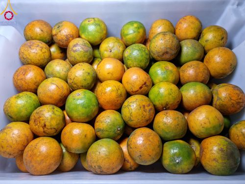 ภาพ No.114515:พิธีถวายภัตตาหารเป็นสังฆทาน แด่คณะพระธรรมยาตรา ปีที่ 12 วันที่ 18 มกราคม พ.ศ. 2567 ณ วัดโบสถ์(บน) บางคูเวียง จ.นนทบุรี