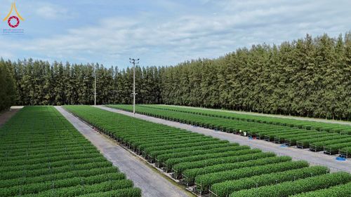 ภาพ No.271956:วันที่ 22 พฤศจิกายน พ.ศ. 2568 ผู้ว่าฯ ปทุมธานี ลงพื้นที่เยี่ยม “อำเภอคลองหลวง” พร้อมชมการเตรียมความพร้อมเทศกาลสวนดอกไม้ปทุมธานี “ทุ่งสวรรค์ ตะวันฉาย” ณ วัดพระธรรมกาย