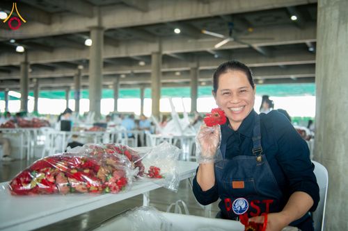 ภาพ No.279424:วันที่ 19-26 ธันวาคม พ.ศ. 2568 และ วันที่ 1 มกราคม พ.ศ.2569 รับบุญปลิดกลีบดอกไม้ เพื่อโปรยต้อนรับพระธรรมยาตรา