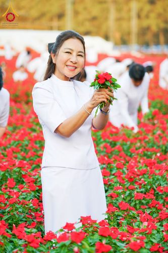 ภาพ No.185460:กิจกรรมเก็บดอกแพงรวย วันอาทิตย์ที่ 22 ธันวาคม พ.ศ. 2567 ณ ทุ่งสวรรค์ ตะวันฉาย วัดพระธรรมกาย