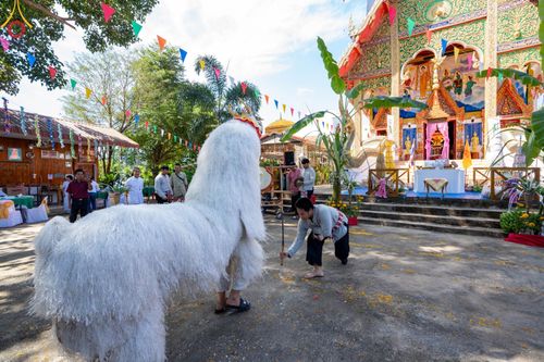 ภาพ No.94839:พิธีทอดกฐินสามัคคีทั่วไทย 5,000 วัด วัดวังทอง อ.ท่าวังผา จ.น่าน วันที่ 12 พฤศจิกายน พ.ศ. 2566