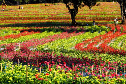 ภาพ No.104327:บรรยากาศ ทุ่งดอกทรัพย์บานชื่น ณ สวนพนาวัฒน์ อ.ฮอด จ.เชียงใหม่ ช่วงระหว่างวันที่ 20 - 25 ธันวาคม พ.ศ. 2566