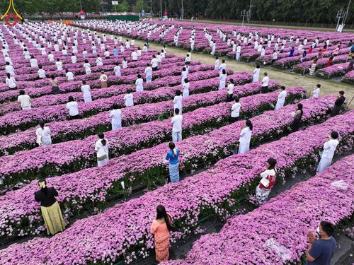 ภาพ No.104010:สาธุชนร่วมรับบุญเก็บดอกเบญจทรัพย์ ในวันอาทิตย์ที่ 24 ธันวาคม พ.ศ. 2566 ณ ทุ่งสวรรค์ตะวันฉาย บริเวณวัดพระธรรมกาย จ.ปทุมธานี