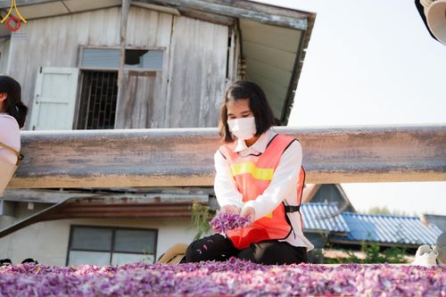 ภาพ No.111602:V.10 เก่งกล้า การเตรียมงาน เก็บงาน การรับบุญของเจ้าหน้าที่หน่วยงานต่างๆ เพื่อโครงการธรรมยาตรา กตัญญูบูชามหาปูชนียาจารย์ พระมงคลเทพมุนี (สด จนฺทสโร) พระผู้ปราบมาร อนุสรณ์สถาน 7 แห่ง ปีที่ 12 ระหว่างวันที่ 2 - 31 มกราคม พ.ศ.2567